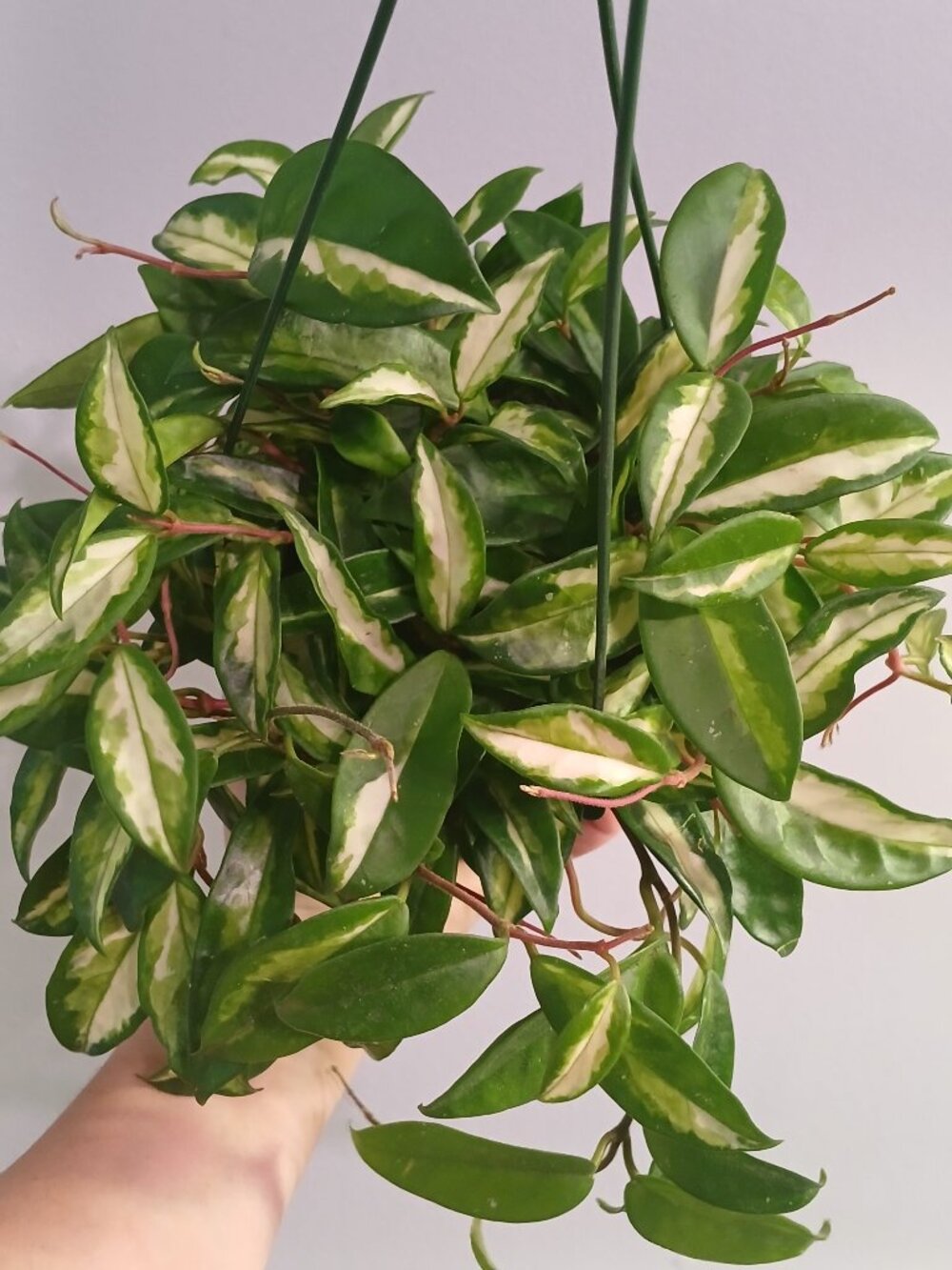 Hoya Krimson Princess